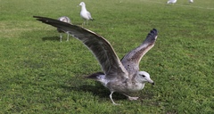 Larus californicus