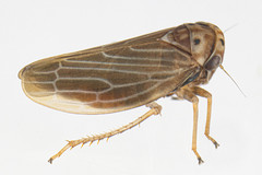 Agallia quadripunctata