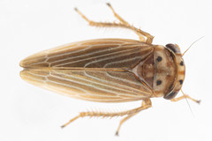 Agallia quadripunctata