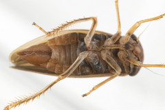 Agallia quadripunctata