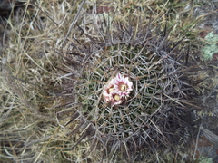Echinofossulocactus crispatus