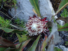 Protea scolopendriifolia