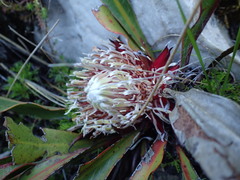 Protea scolopendriifolia