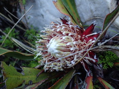 Protea scolopendriifolia