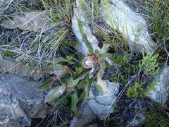 Protea scolopendriifolia