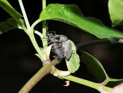 Otiorhynchus pseudonothus