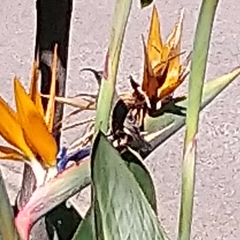 Chalcomitra amethystina