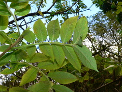 Sambucus palmensis image