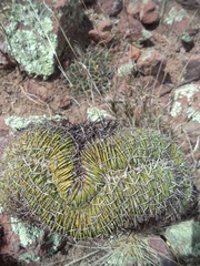 Echinofossulocactus crispatus