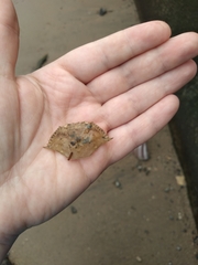 Callinectes sapidus