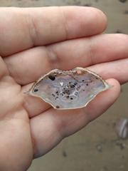 Callinectes sapidus