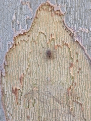 Oecobius navus
