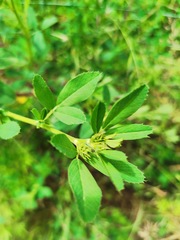 Medicago sativa
