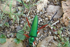 Plinthocoelium chilense