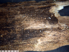 Pseudospiropes simplex