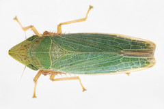 Draeculacephala antica