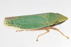 Draeculacephala antica