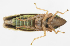 Draeculacephala antica