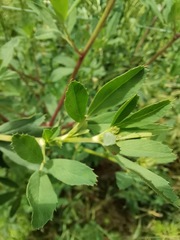 Medicago sativa