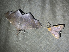 Chalcidoptera contraria