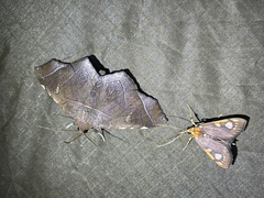 Chalcidoptera contraria