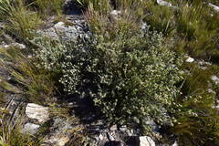 Leucadendron singulare