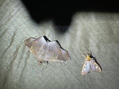 Chalcidoptera contraria
