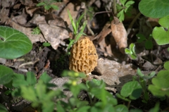 Morchella esculenta