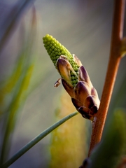 Hakea bucculenta