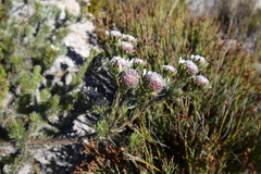 Leucadendron singulare
