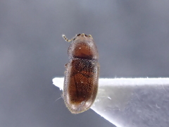 Ennearthron cornutum