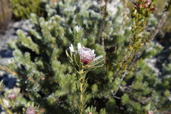 Leucadendron singulare