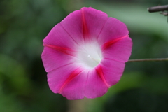 Ipomoea purpurea