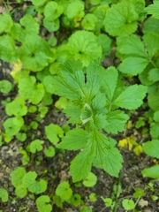 Geum