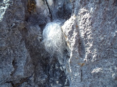 Cephalocereus senilis
