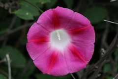 Ipomoea purpurea