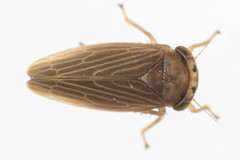 Agallia quadripunctata