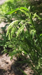 Holcus lanatus