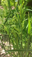 Holcus lanatus