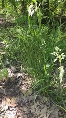 Holcus lanatus