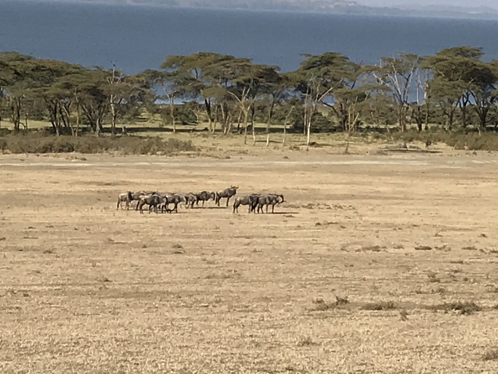 Connochaetes taurinus mearnsi, Naivasha, KE-NK, KE, by lera