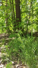 Holcus lanatus