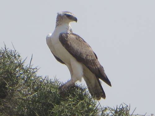 Martial Eagle