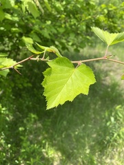Crataegus succulenta