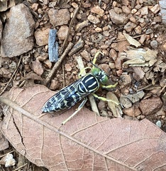 Stictia