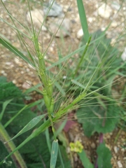 Aegilops triuncialis