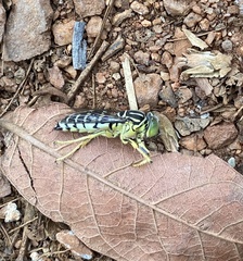 Stictia