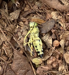 Stictia