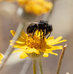 Osmia montana quadriceps
