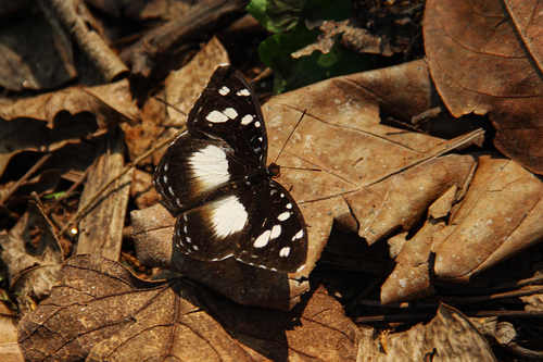 Forest Glade Nymph